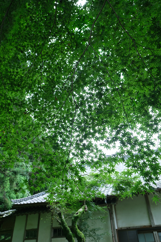 f:id:salomery:20210808133317j:plain