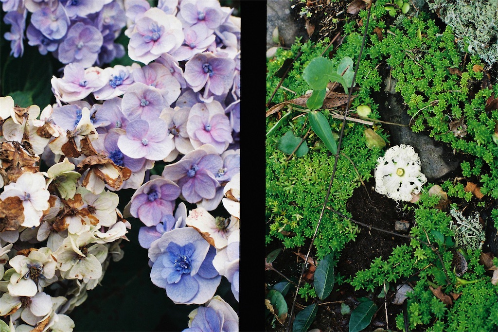 f:id:salomery:20210808152318j:plain