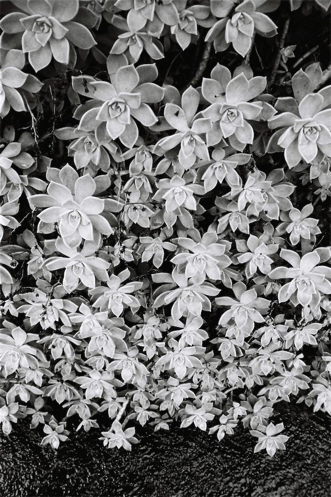 f:id:salomery:20210808152419j:plain