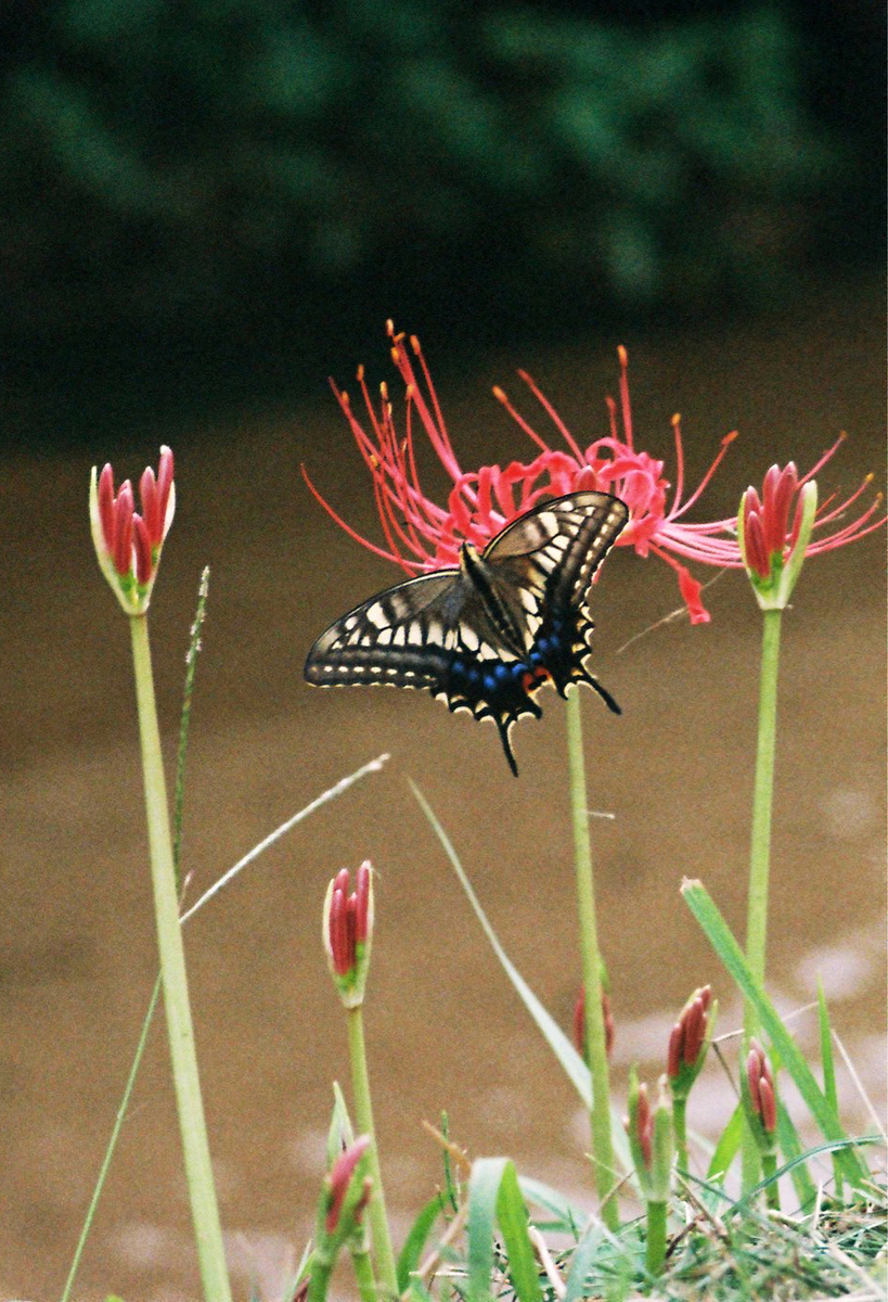 f:id:salomery:20210929213522j:plain