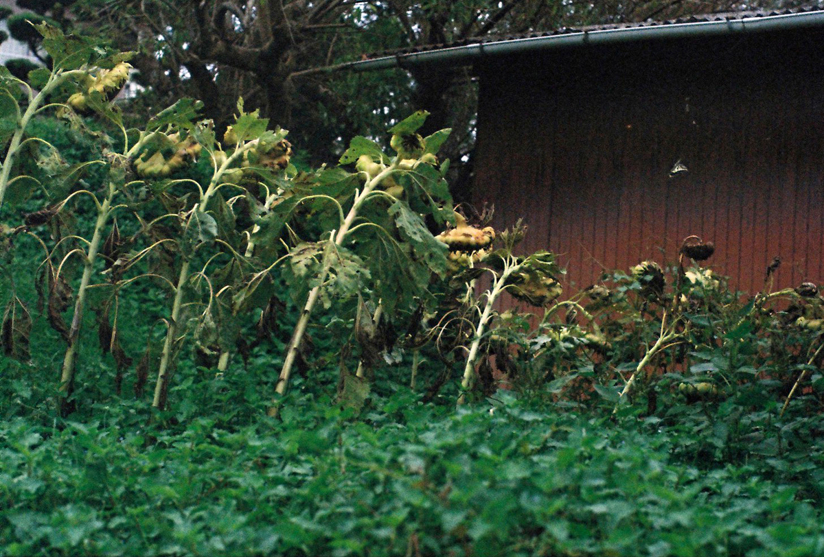 f:id:salomery:20210929213618j:plain