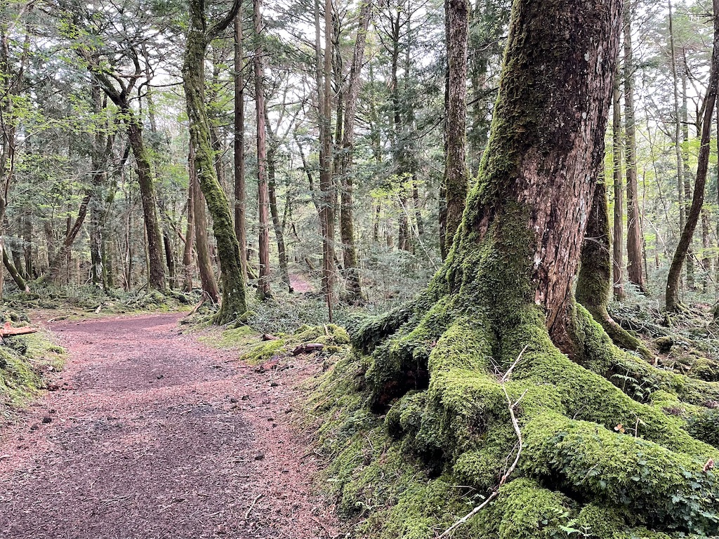 f:id:salon-pastel:20220430131713j:image