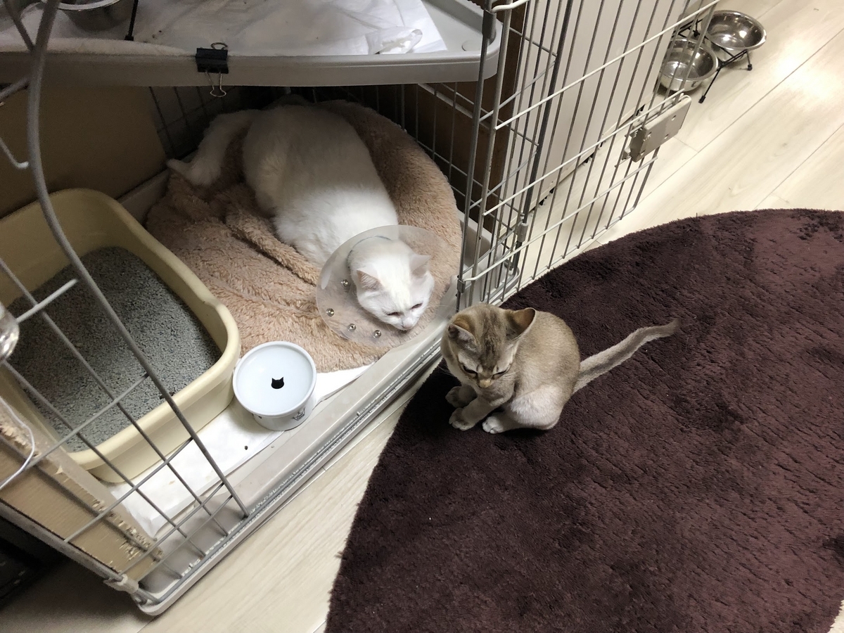 猫とハムスターの埴輪 猫とハムスターの埴輪 のっけ