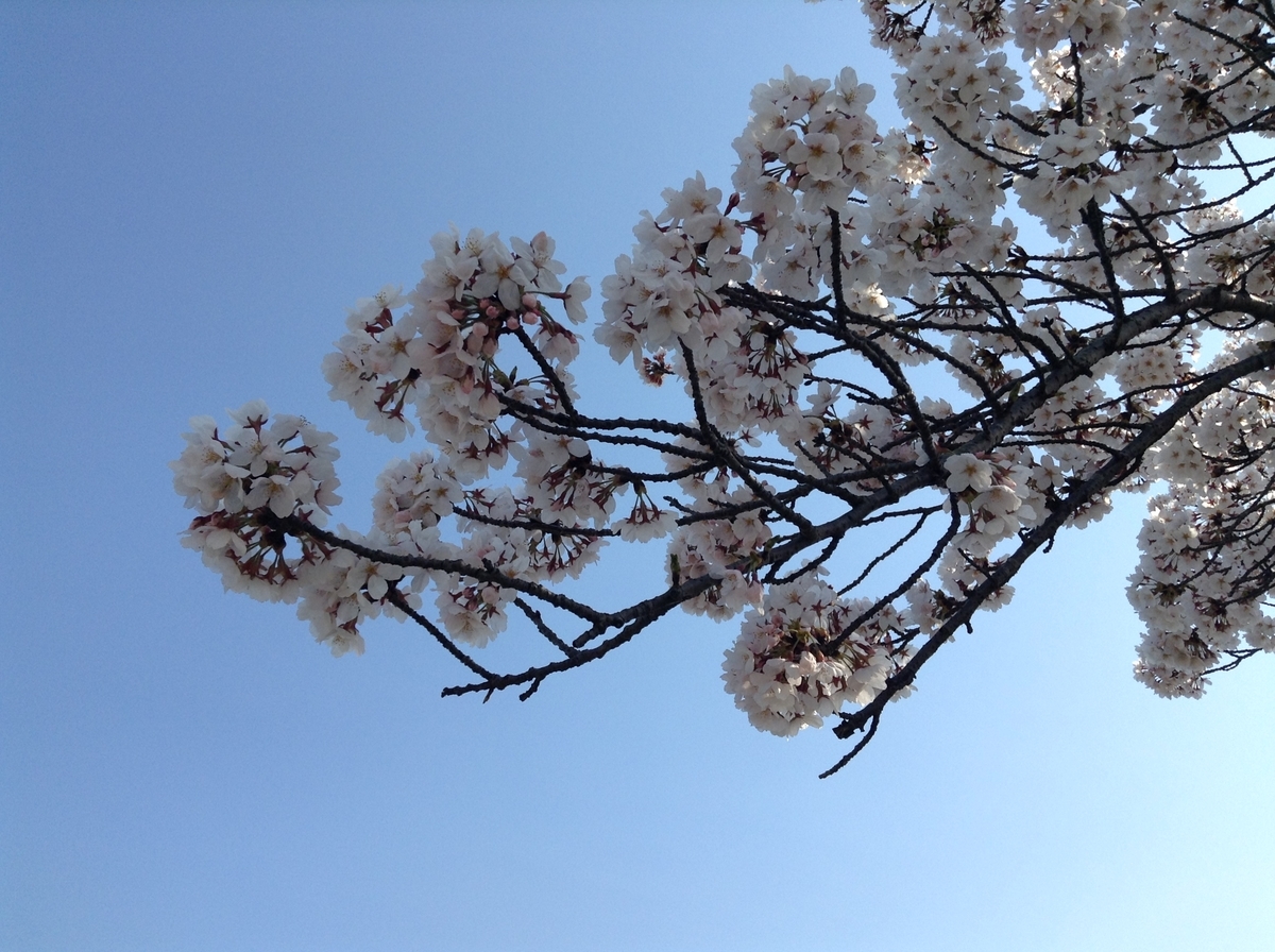桜と青空