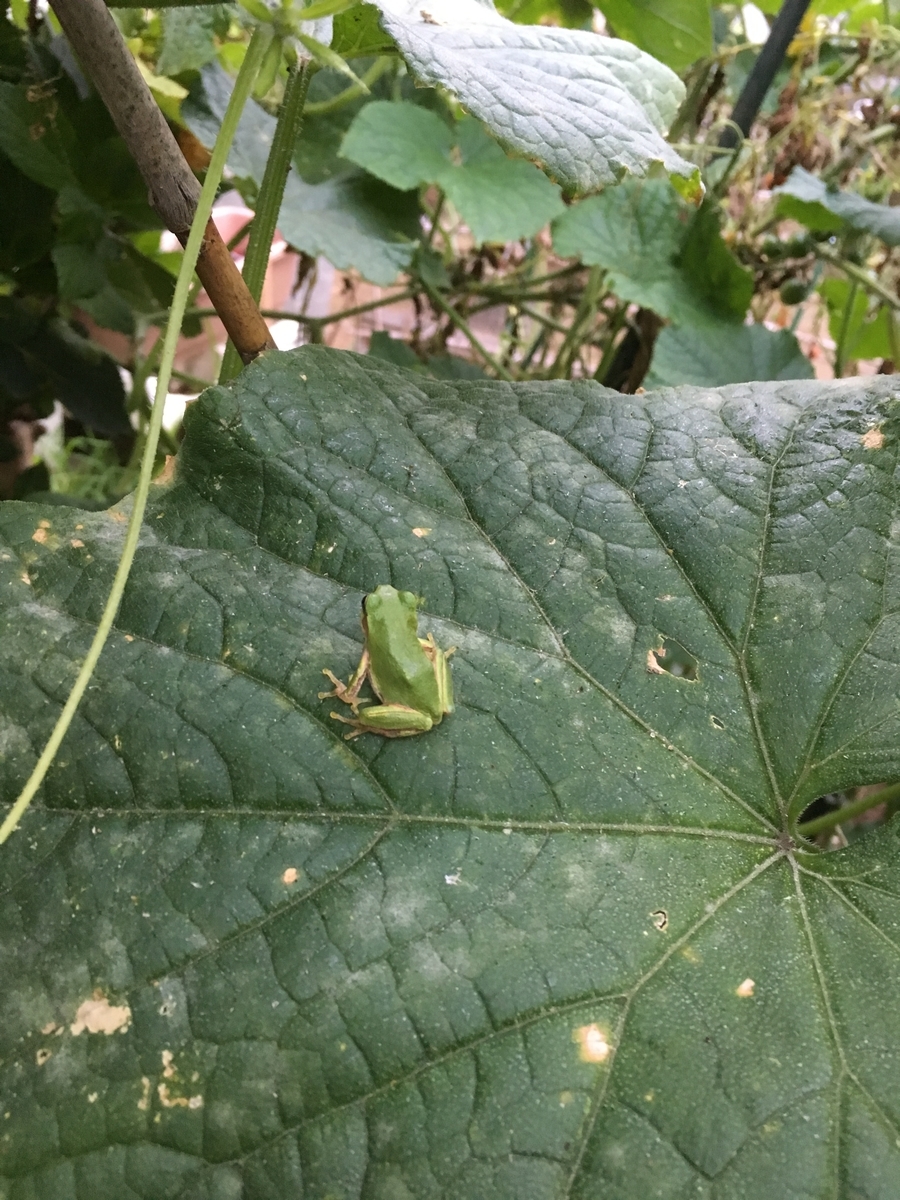 夏の終り。残暑の家庭菜園。