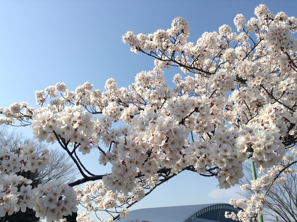 写真を見ながらお花見