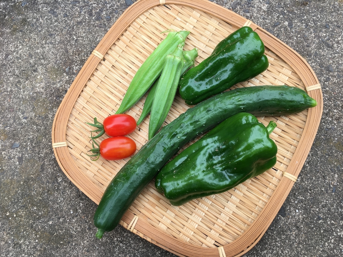 収穫した夏野菜(ミニトマト・五角オクラ・キュウリ・ピーマン)