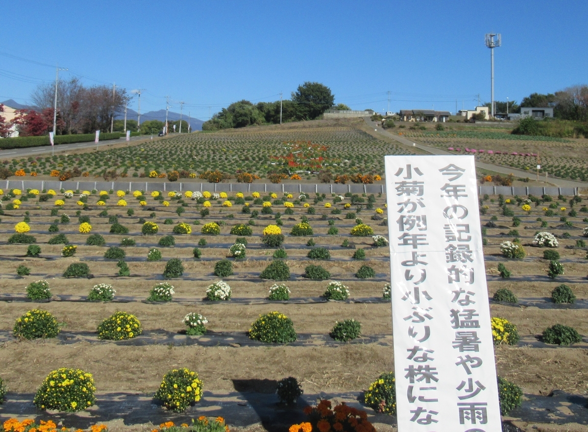 続・ながめ公園菊祭り2025 - 黒柴ひめちゃんの葛塚村だより3