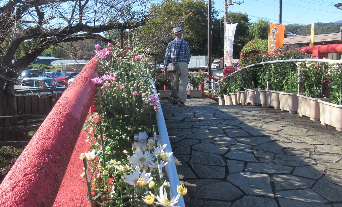 続・ながめ公園菊祭り2025 - 黒柴ひめちゃんの葛塚村だより3