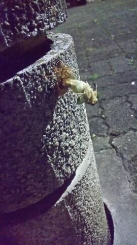 f:id:samarise:20160709110412j:plain f:id:samarise:20160709110412j:plain