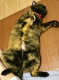 f:id:samasamasanmanosipo:20161009103123j:image