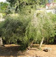 f:id:samathi:20150717155117j:plain f:id:samathi:20150717155117j:plain