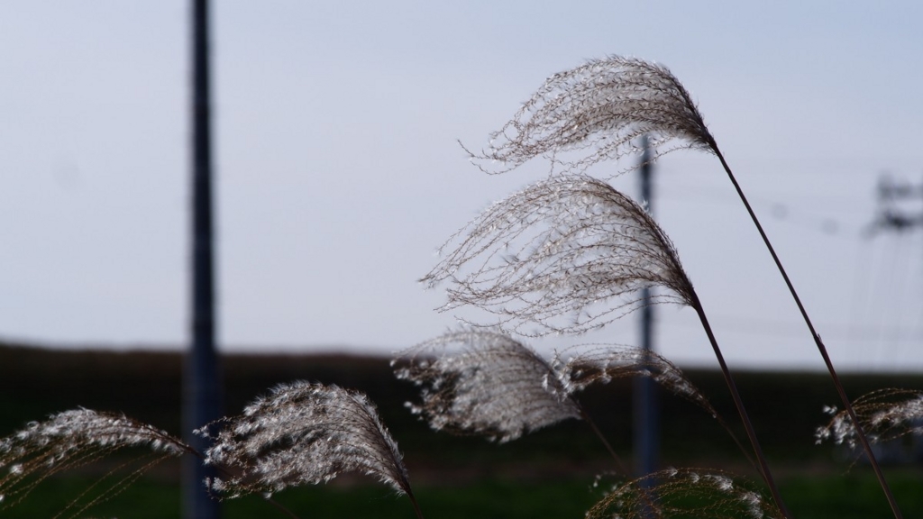 f:id:samayoicyarinko:20151225171428j:plain f:id:samayoicyarinko:20151225171428j:plain