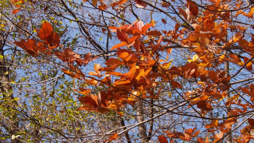 f:id:samayoicyarinko:20151225172825j:plain f:id:samayoicyarinko:20151225172825j:plain