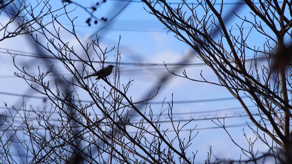 f:id:samayoicyarinko:20151225173041j:plain f:id:samayoicyarinko:20151225173041j:plain