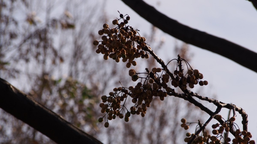 f:id:samayoicyarinko:20151225173507j:plain f:id:samayoicyarinko:20151225173507j:plain