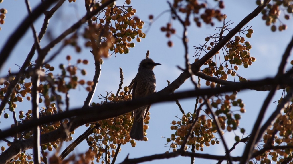 f:id:samayoicyarinko:20151225173623j:plain f:id:samayoicyarinko:20151225173623j:plain