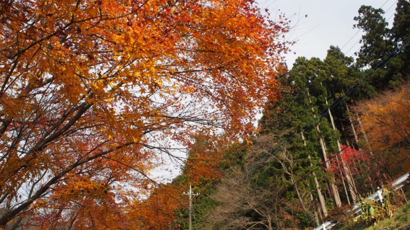 f:id:samayoicyarinko:20161204233428j:plain f:id:samayoicyarinko:20161204233428j:plain