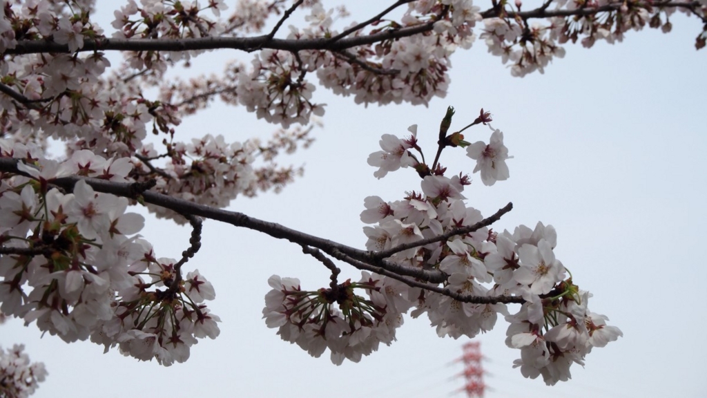 f:id:samayoicyarinko:20170408104837j:plain f:id:samayoicyarinko:20170408104837j:plain