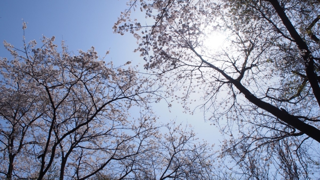 f:id:samayoicyarinko:20180403061533j:plain