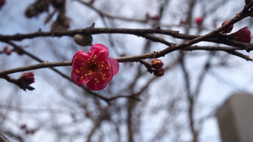 f:id:samayoicyarinko:20190118204044j:plain f:id:samayoicyarinko:20190118204044j:plain