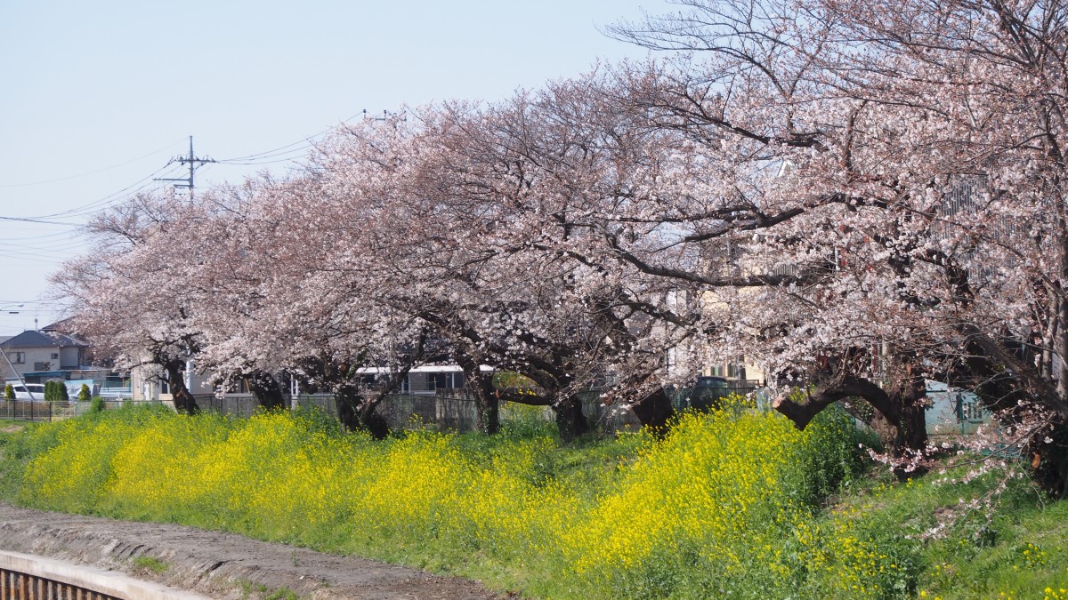 f:id:samayoicyarinko:20210326181548j:plain