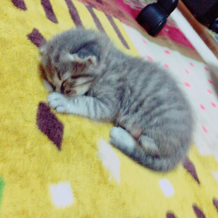 f:id:sambomomo777:20190403141754j:plain f:id:sambomomo777:20190403141754j:plain