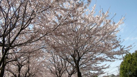 f:id:samejima:20100411133945j:image