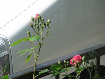 f:id:samejima:20100517082831j:image