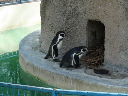 f:id:samejima:20111215121118j:image