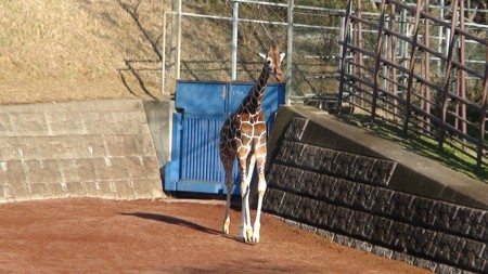 f:id:samejima:20111215133053j:image