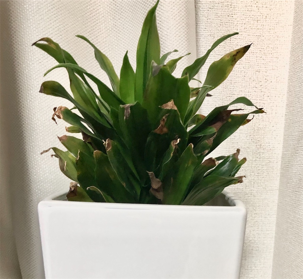 植物観察 冬のドラセナ コンパクタ ベランダホリダ