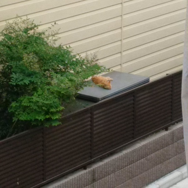 f:id:sameo-japan:20190603141200j:plain