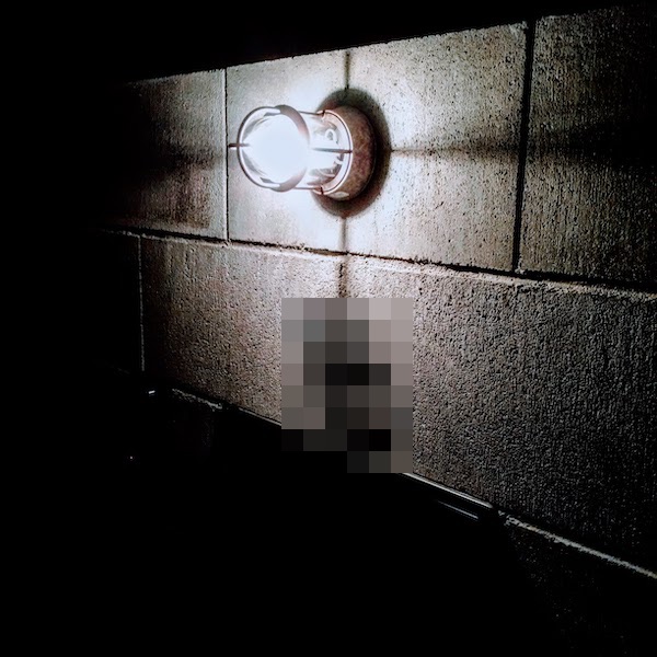 f:id:sameo-japan:20191231050833j:plain f:id:sameo-japan:20191231050833j:plain
