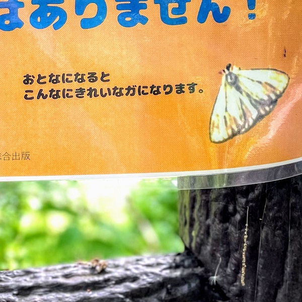 f:id:sameo-japan:20210420152952j:plain