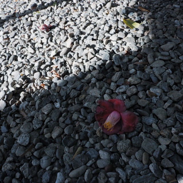 f:id:samete_yume:20230109131749j:image f:id:samete_yume:20230109131749j:image