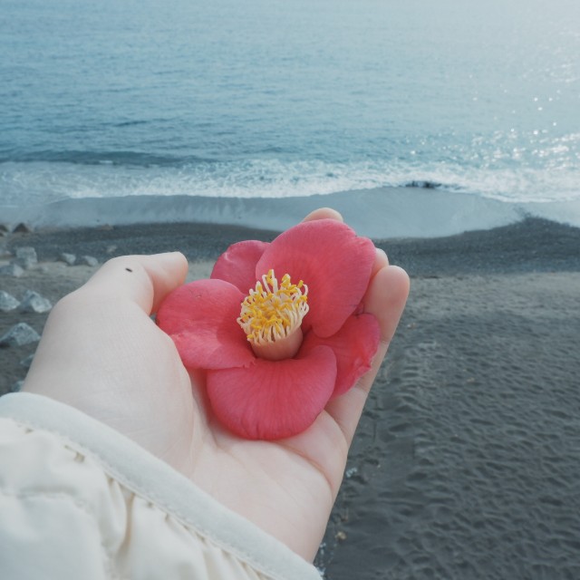 f:id:samete_yume:20230116010421j:image f:id:samete_yume:20230116010421j:image