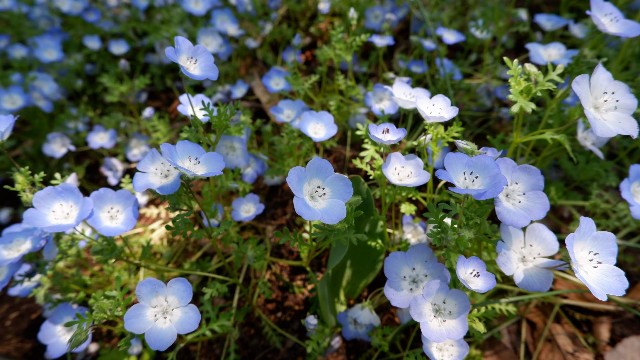 f:id:samete_yume:20230119015514j:image