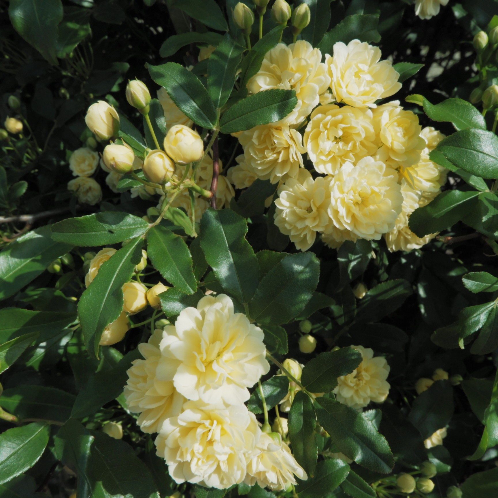 f:id:samete_yume:20230412012145j:image