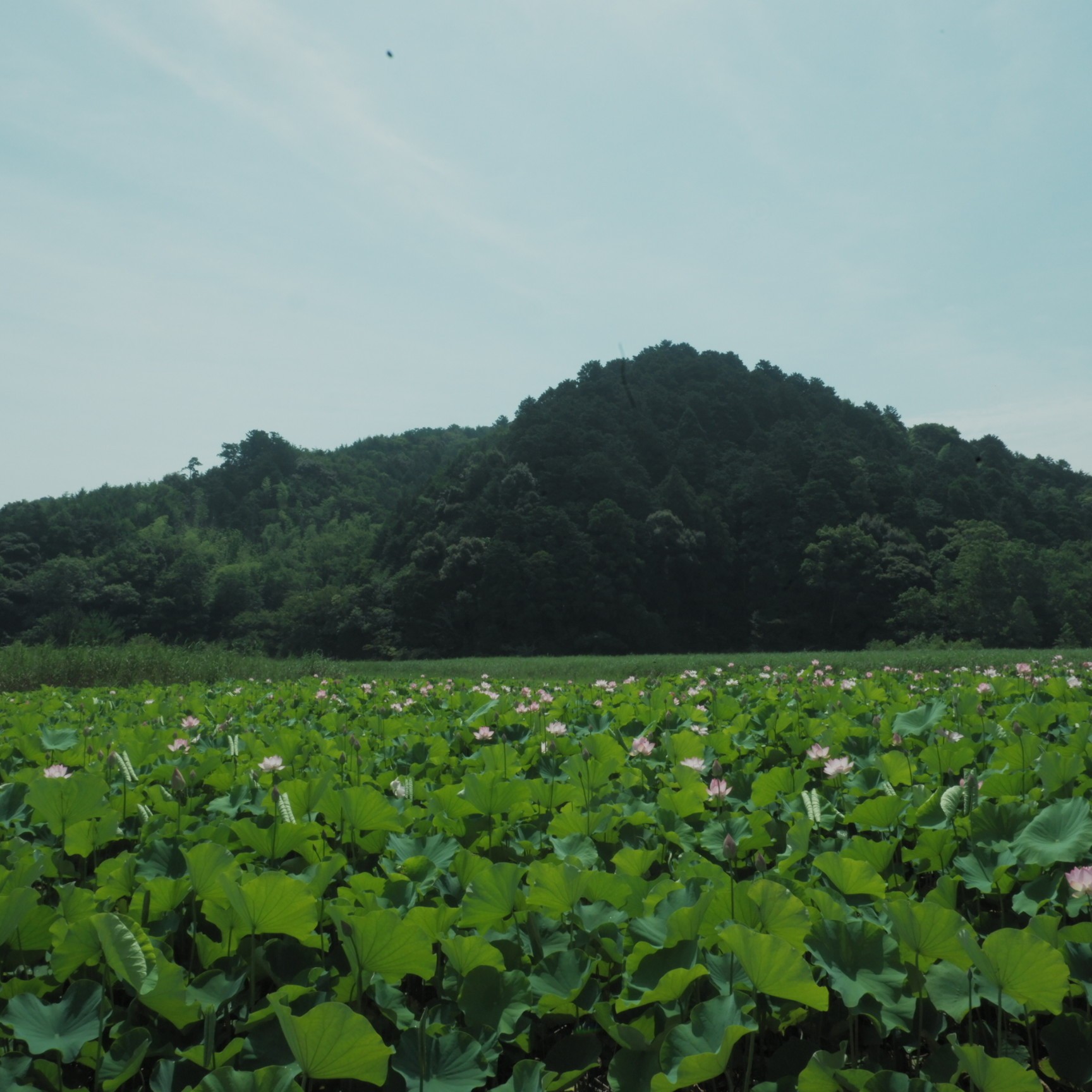 f:id:samete_yume:20230708222503j:image