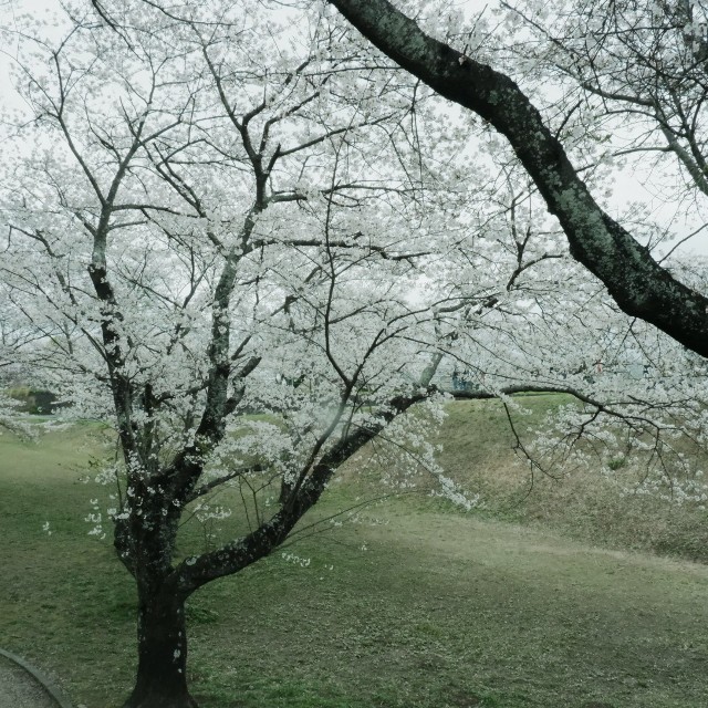 f:id:samete_yume:20240418224044j:image