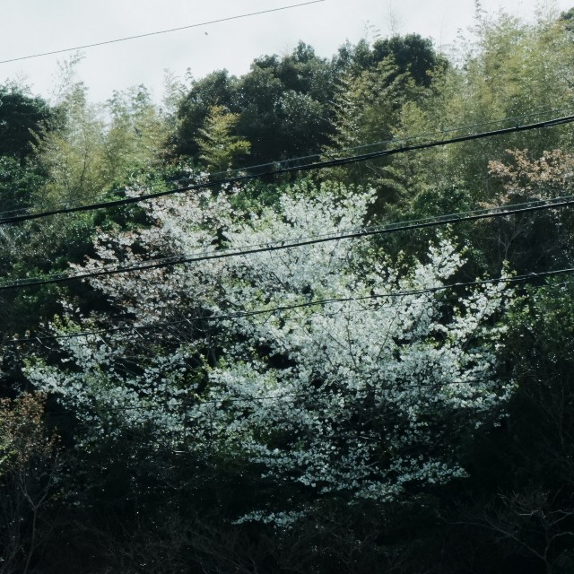 f:id:samete_yume:20240418224357j:image