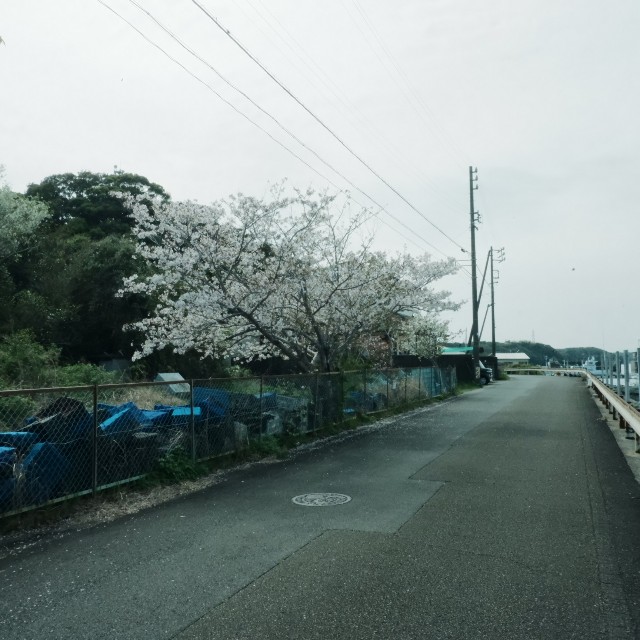 f:id:samete_yume:20240418224530j:image