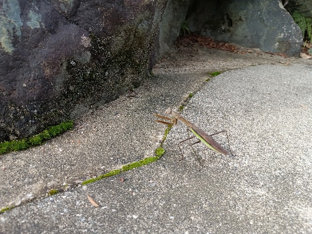 f:id:samete_yume:20241025103658j:image f:id:samete_yume:20241025103658j:image