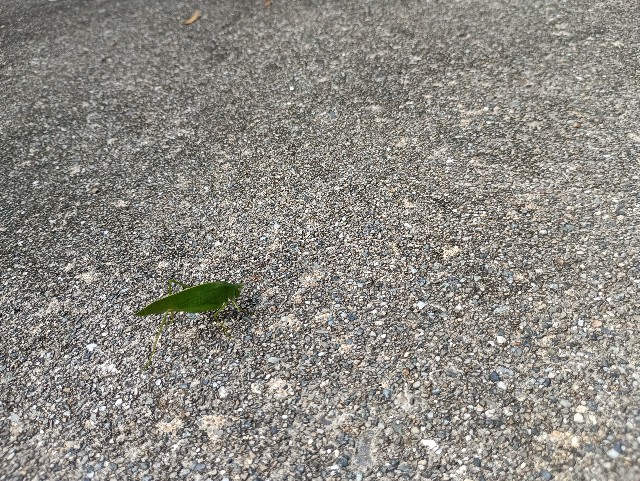 f:id:samete_yume:20241025103708j:image f:id:samete_yume:20241025103708j:image