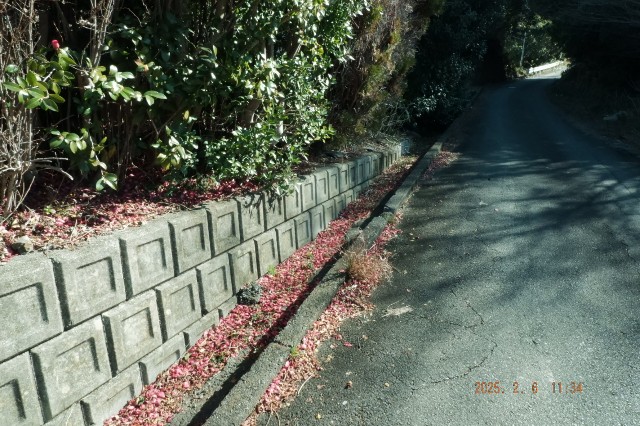 f:id:samete_yume:20250217180746j:image f:id:samete_yume:20250217180746j:image
