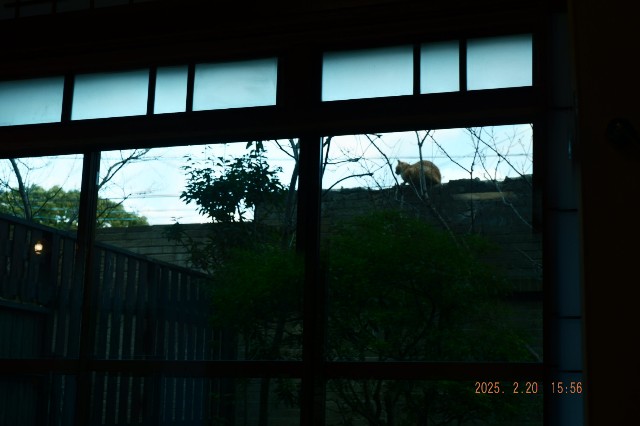 f:id:samete_yume:20250221071946j:image