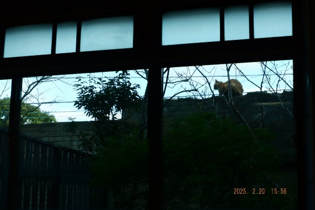 f:id:samete_yume:20250221071949j:image