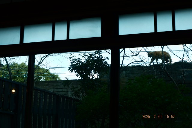 f:id:samete_yume:20250221071954j:image
