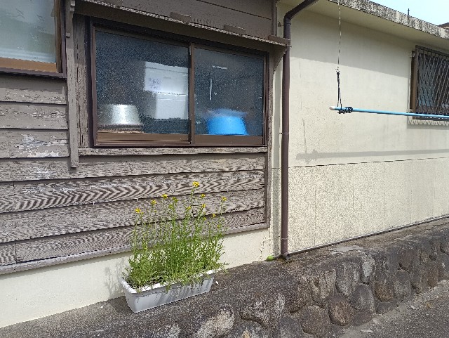 f:id:samete_yume:20250403234600j:image